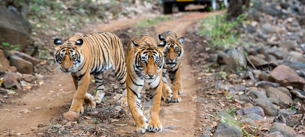 Ranthambhore National Park Safari Tour