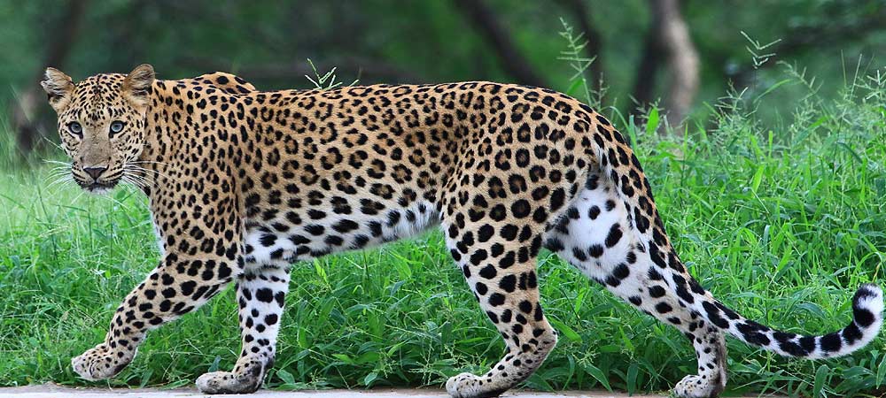 Jhalana Leopard Safari Park, Jaipur