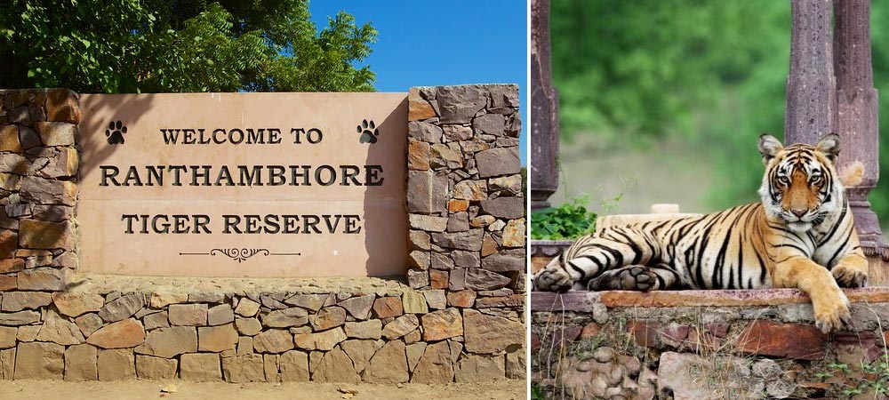 Ranthambore National Park Wildlife Tour Packages